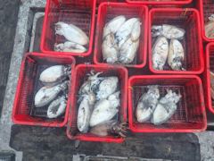 26.6.24(수) 11명 왕갑오징어 출조했어요 사이즈 굿 사진