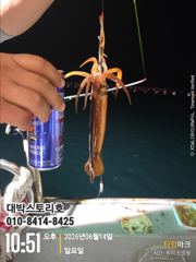 화살촉 오징어~ 담그면 올라옵니다. 그곳으로직행~ 사진
