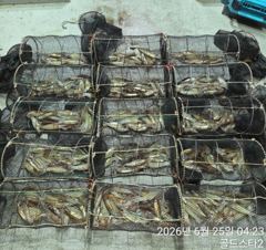 25일새벽 화살촉오징어 씨알급으로 퍽퍽퍽( 일요일부터예약중 사진