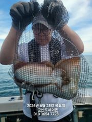 25일, 대포알 갑오징어~싸이즈 좋아요~굿~~오늘도 야간 갑오징어 갑니다~군산 포세이돈호 사진