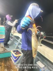  먼바다 대포급 한치 먹물 폭탄 대박 한치 쿨러조황 오늘 무조건 출항 6자리여유 사진