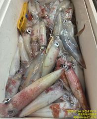 빅토리점경동호 대포한치 쿨러조항 오늘5석여유.일욜자리여유 사진