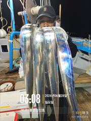 6월27일 통영 대갈치 대박조황으로 보답 했네요.갈치는 역시 부평25 사진