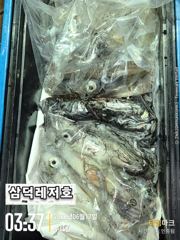 [한치]좋은날씨,대포한치,갑니다(일요일,출항확정,월요일,갈치,한치병행) 사진