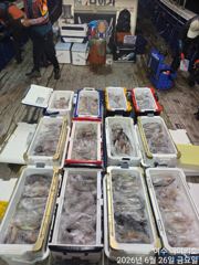 <여수 청홍낚시>며칠 쉬고 다녀온 여수 한치낚시 조황 소식 입니다. 사진