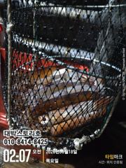 화살촉 오징어~ 먹물파티 느나느나~~ 사진
