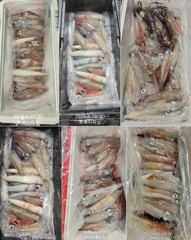 "한치!!대포왕한치"쌍걸이~물폭탄~!! 잘물어줘서 마니잡고 ~(월화수목~예약가능) 사진