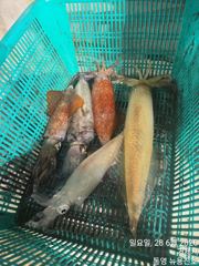 한치피딩을 맛보고..! 오늘 황제낚시각 사진