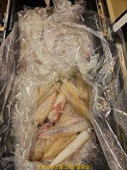 한치 먹물잔치 먹을만큼 잡고 손맛보고 철수 월요일 예약가능 사진
