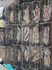 27일새벽 화살촉오징어 먹물쫙쫙~!!씨알급들 엄청잡고~!!(오늘 예약중) 사진