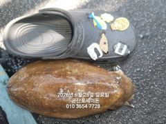 28일, 통통한 대포알 갑오징어~~ ~야간 고등어,삼치 갑니다~군산 포세이돈호 사진