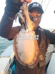 28일, 오늘도 신발짝 갑오징어~~ 실시간~~야간 고등어,삼치 갑니다~군산 챔피언호 사진