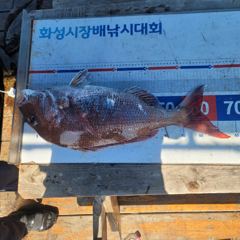 [빅보스호] 2026년 6월 28일 조항 사진
