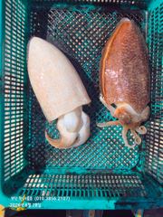 6월 28일 부안 한아름호 갑오징어 사진