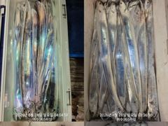 여수365피싱//쿨러조황~^^//.3지~6지까지//씨알.마릿수굿굿굿~^^/오늘.월욜.화욜 자리널널합니다// 예약문의: 010-9070-0365 사진