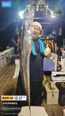 6월28일 갈치많이 잡아왔어요~만쿨!!!도장쾅!! 용가리도 출현!! 내일도 길치잡으러 달립니다 사진