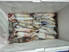 통영뉴명성호먼바다대포한치다녀왔습니다 사진