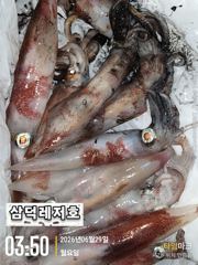 [한치]대.중.소.쿨러조황(오늘.갈치.한치.병행.출항확정)  사진
