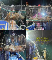 "한치" 피딩~쿨러가득~70수이상~ (예약가능합니다) 사진