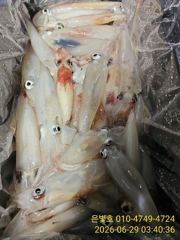 밤새도록 꾸준한 한치 입질~쿨러조황! 사진