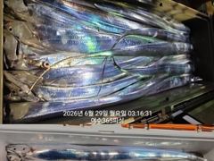 여수365피싱//만쿨~^^//.3지~6지까지//씨알.마릿수굿굿굿~^^/내일.화욜 자리여유있습니다.// 예약문의: 010-9070-0365