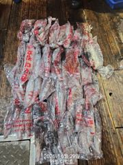 완도더킹호 29일 힌치 철수 조황 입니다^^ 목요일부터 자리여유~ 사진
