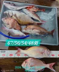 [통영 선외기 태성레저]참돔 꼬라박기 67/56/54/48외 조황 사진