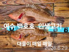 대물 붉바리 57cm.53cm.51cm 와 200마리 이상 장원 22마리(동영상 조황) 사진