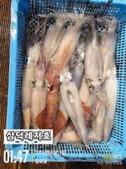 [한치]대포한치,100수 ""가즈아"'(목요일,소수인원,출항확정) 사진