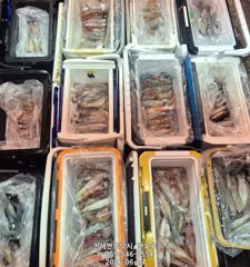  한치 본격 먹물폭탄 맞으러 가입시더,금요일출항(금,일~예약가능)  사진
