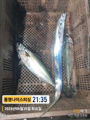 통영나이스피싱!!!  갈치잡다가 왕한치 밭에 빠져서 초보자도 70여수. 금요일 다시한번 사진