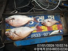 풍화리 선외기의 참돔 꼬라박기 조황 사진