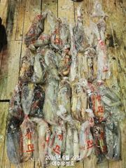 7월2일 한치이카 출조합니다  사진