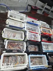 우당탕탕[한치~한치]오늘 손맛보고 쿨러채우러 갑니다[오늘예약가능 사진