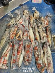 7월4일 대포한치 세자리수 잡으러 출조합니다  사진