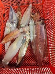 [통영대교피싱]실시간,,폴링바이트,쌍걸이 난리 난리~ 일요일 자리여유 사진