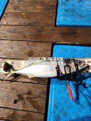 오늘도 갑니다~~야간 "대왕 고등어"끝네주는 싸이즈~ ~참치,갈치등 다양한 어종이 낚이는 시기~!! 매일출조~군산 챔피언호 사진