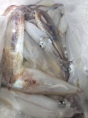 왕한치따문~따문30수외쿨러채우려오늘도달립니다. 사진