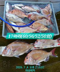 [통영 선외기 태성레저]참돔 꼬라박기 60/60/56/52/50외 조황 사진