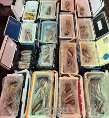 4일,,왕한치 먹물폭발,피딩에 손맛보고.내일출항(예약가능) 사진