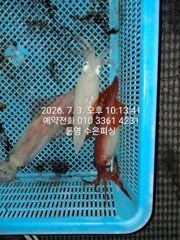 통영 수 은 호 실시간 조황입니다 한치가 잘 올라옵니다 오늘 자리여유 있습니다(10단 다단,오모리 가능)  예약 010 3361 4231 전화주세요  사진