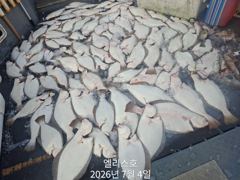 7월 4일 마릿수광어조황 사진
