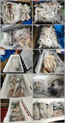 <여수뉴피닉스호> 7월5일 한치조황입니다. 문어전투낚시 13일(월)부터 자리있습니다. 010 7178 3800 사진