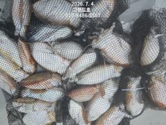 4일, 대포알 갑오징어~싸이즈 좋아요~굿~오늘 야간 "고등어,삼치" 갑니다~군산 그랜드호 사진
