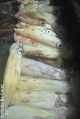 왕한치철수때까지따문따문입질마릿수굿~~손맛장!!! 사진