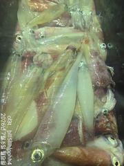 왕한치25~15미터피~딩전원80수~50수손맛짱!!! 사진
