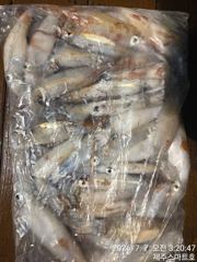 제주스마트호 7월7일 한치조황  사진