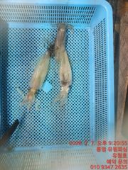 통영유림)7일 한치 실시간조황입니다.토요일예약가능 사진