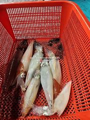 [통영대교피싱]쏟아지는 한치 잡아가세요 오늘 자리여유 사진