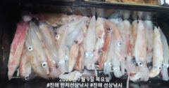 8일 신아라호 한치조황 싸이즈 굿굿 손맛 굿 사진